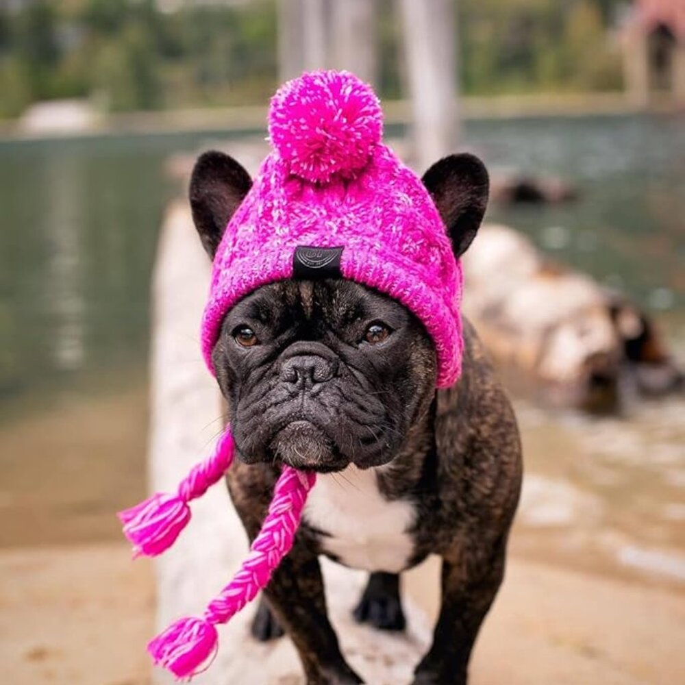 Small Dog Knit Hat